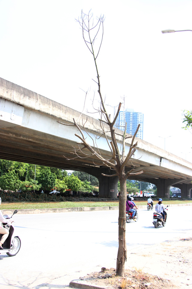 [-]Hà[-]Nội:[-]Hàng[-]cây[-]xanh[-]mới[-]trồng[-]đã[-]chết[-]khô